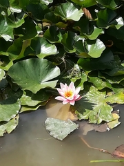 Nymphaea × marliacea