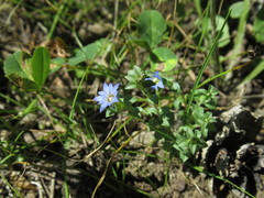 Gentiana squarrosa