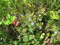 Gentiana squarrosa