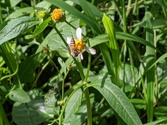 Apis mellifera