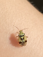 Orthops