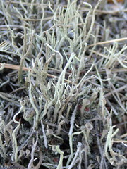 Cladonia subulata