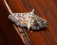 Glyphodes onychinalis