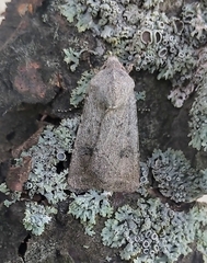 Agrotis vetusta