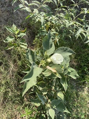 Hibiscus lasiocarpos