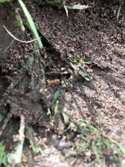 Lasius flavus