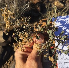 Delosperma multiflorum
