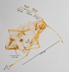 Aphis pentstemonicola