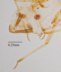 Aphis pentstemonicola