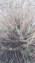 Veronica austriaca jacquinii