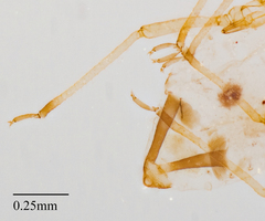 Aphis pentstemonicola