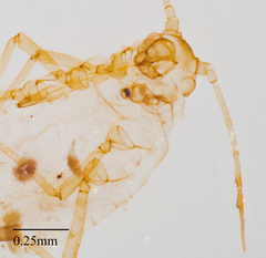 Aphis pentstemonicola