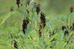 Astragalus uliginosus