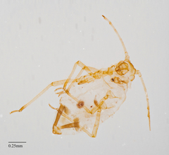 Aphis pentstemonicola