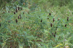 Astragalus uliginosus