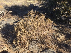 Delosperma multiflorum