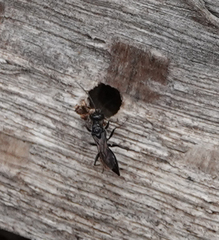 Dolichurus corniculus