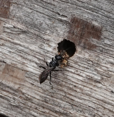 Dolichurus corniculus