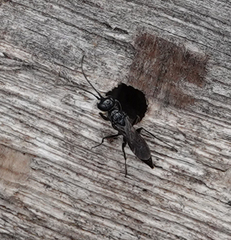 Dolichurus corniculus