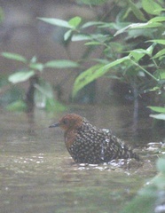 Sarothrura elegans