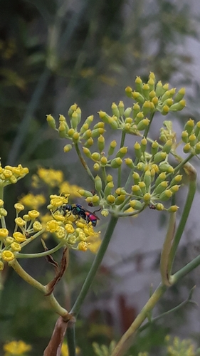 Chrysis semicincta