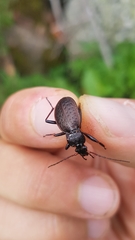 Carabus linnaei
