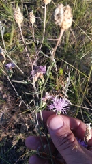 Centaurea pseudomaculosa