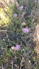 Centaurea pseudomaculosa