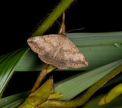 Blasticorhinus rivulosa