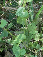 Zehneria