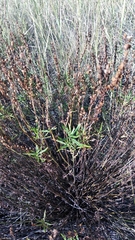 Veronica austriaca jacquinii