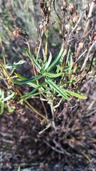 Veronica austriaca jacquinii
