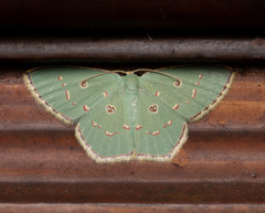 Comostola subtiliaria