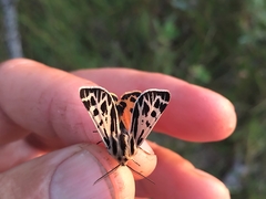 Apantesis obliterata