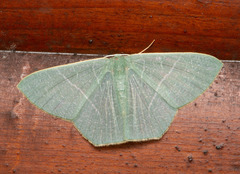 Pelagodes proquadraria
