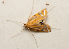 Eoophyla conjunctalis