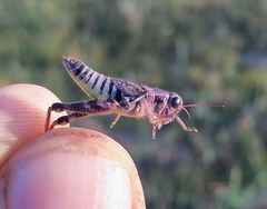 Melanoplus dawsoni
