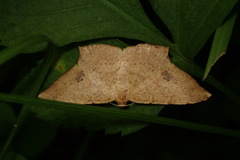 Krananda falcata