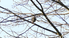 Carpodacus