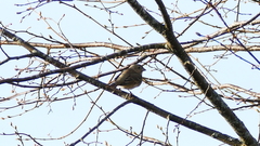 Carpodacus