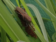 Physomerus