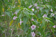 Ipomoea carnea
