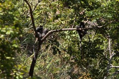 Cercopithecus mitis moloneyi