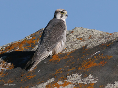 Lanner Falcon photo 4