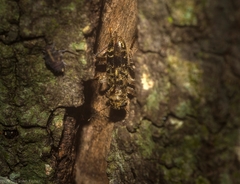 Stigmatium mastersii