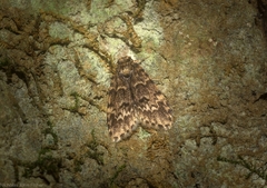 Scaphidriotis xylogramma