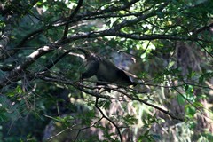 Cercopithecus mitis moloneyi