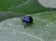 Chrysomelidae
