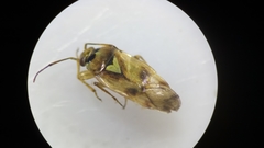 Orthops