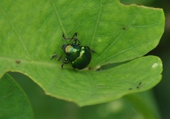Chrysomelidae